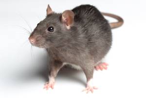 Rat Pest Control Perth