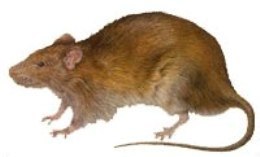 Rat Pest Control Perth 